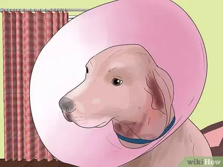 Imagen titulada Treat Hot Spots in Dogs Step 14