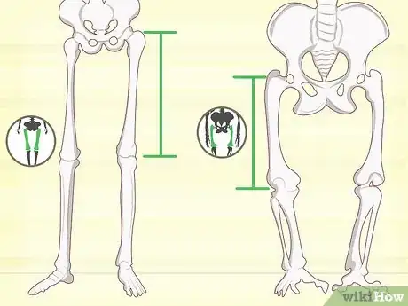 Imagen titulada Identify Human Bones Step 11