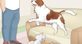 detener el mal comportamiento de un perro