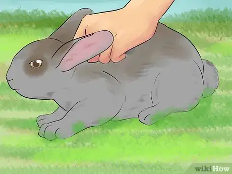 Imagen titulada Catch a Pet Rabbit Step 17