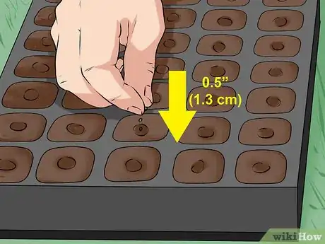 Imagen titulada Plant Cabbage Step 2