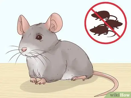 Imagen titulada Choose Between a Pet Mouse or Pet Rat Step 8