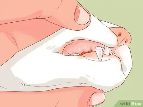 Imagen titulada Diagnose and Treat Gingivitis in Cats Step 1