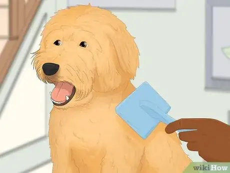 Imagen titulada Groom a Goldendoodle Step 16