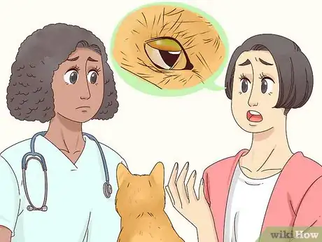 Imagen titulada Diagnose and Treat Blepharitis in Cats Step 6