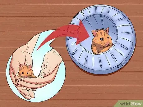 Imagen titulada Clean Out a Hamster Cage Step 3