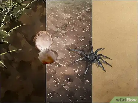Imagen titulada Identify a Trapdoor Spider Step 7