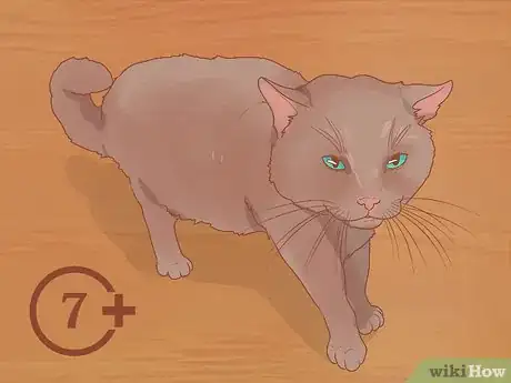 Imagen titulada Diagnose and Treat Gingivitis in Cats Step 4