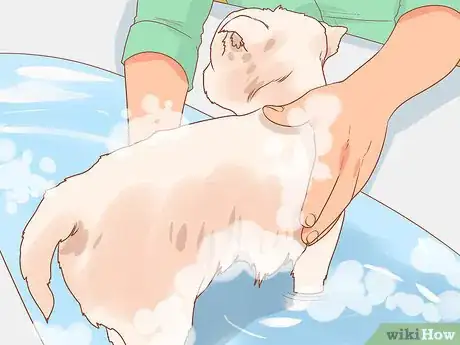 Imagen titulada Take Care of a West Highland White Terrier Step 7