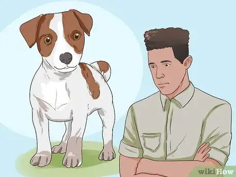 Imagen titulada Keep a Jack Russell Terrier Happy Step 1