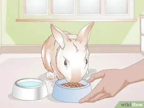 Imagen titulada Care for Your Rabbit After Neutering or Spaying Step 4