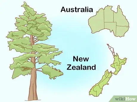 Imagen titulada Identify Cedar Trees Step 8