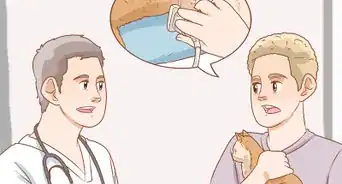 diagnosticar la causa de un vientre hinchado en los gatos