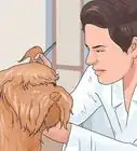 aliviar la picazón en los oídos de un perro