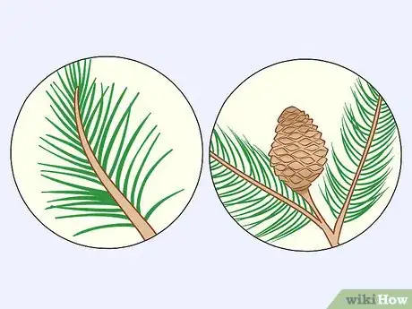 Imagen titulada Identify Cedar Trees Step 5