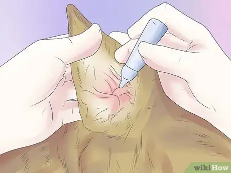 Imagen titulada Remove Ear Mites from a Dog Step 4