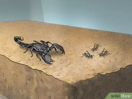 Imagen titulada Care for Emperor Scorpions Step 9
