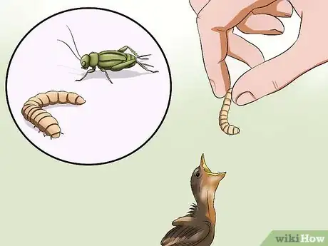 Imagen titulada Make Emergency Baby Bird Food Step 3