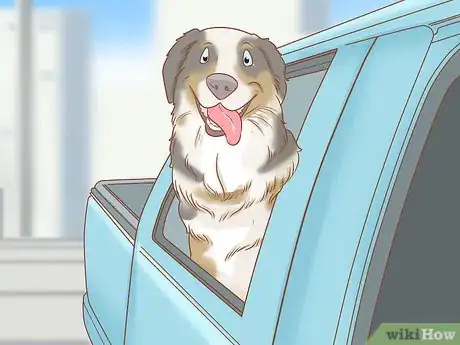 Imagen titulada Keep an Australian Shepherd Busy Step 9