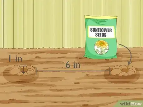 Imagen titulada Plant Sunflower Seeds Step 9