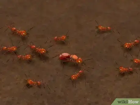 Imagen titulada Identify a Queen Ant Step 6