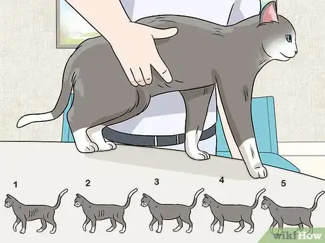 Imagen titulada Feed a Diabetic Cat Step 9