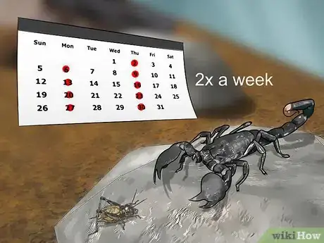 Imagen titulada Care for Emperor Scorpions Step 8