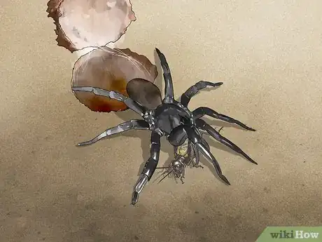 Imagen titulada Identify a Trapdoor Spider Step 9