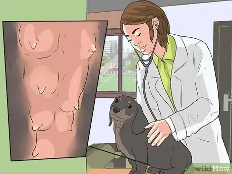Imagen titulada Breed Dachshunds Step 14