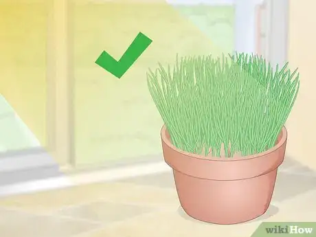 Imagen titulada Make a Grass Pot for Cats Step 10