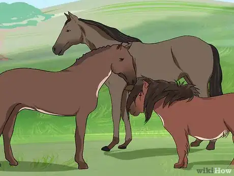 Imagen titulada Take a Horse's Temperature Step 21
