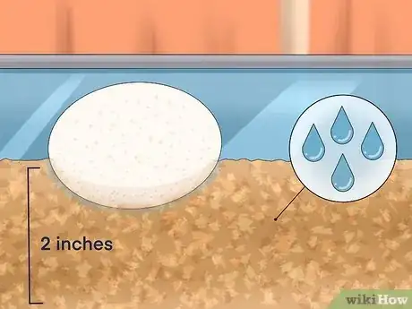 Imagen titulada Take Care of Lizard Eggs Step 9