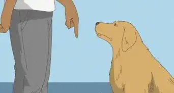 decirle no a tu perro