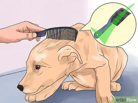 Imagen titulada Rid Your Pet of Fleas Step 12