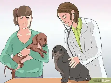Imagen titulada Breed Dachshunds Step 12