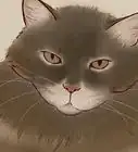 tratar el arañazo de un gato