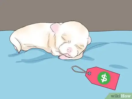 Imagen titulada Breed Shih Tzus Step 16