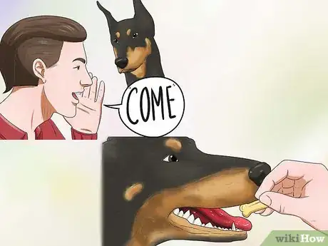 Imagen titulada Train a Doberman Pinscher Step 10