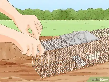 Imagen titulada Trap a Rabbit Step 4