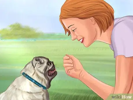 Imagen titulada Live with a Pug Dog Step 8
