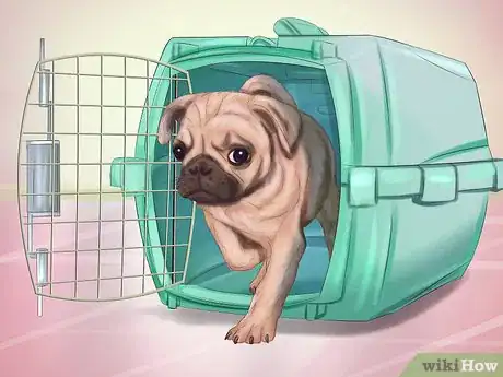 Imagen titulada Live with a Pug Dog Step 6