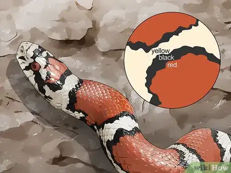Imagen titulada Tell the Difference Between a Milk Snake and a Coral Snake Step 2