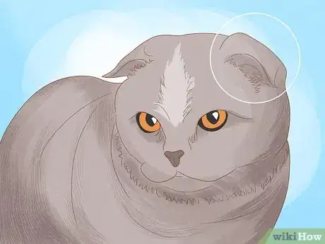 Imagen titulada Apologize to a Cat Step 18