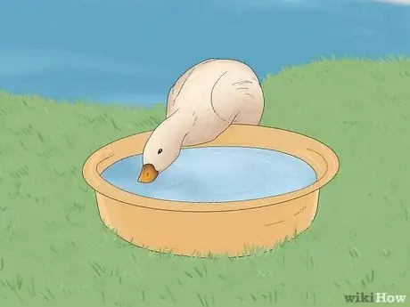 Imagen titulada Care for a Pet Duck Step 7