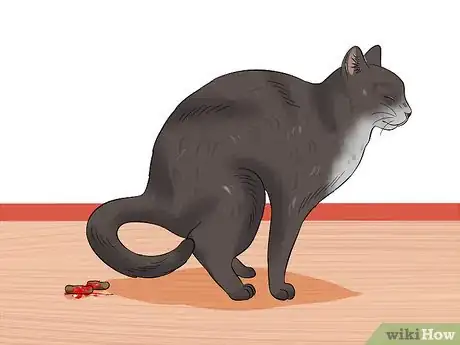 Imagen titulada Diagnose Feline Panleukopenia (Distemper) Step 1