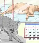lidiar con la muerte de cachorros durante el parto