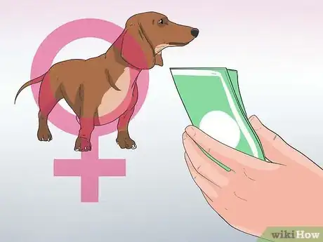 Imagen titulada Breed Dachshunds Step 10