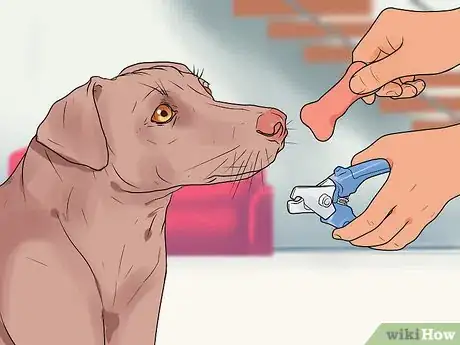 Imagen titulada File a Dog's Nails Step 12