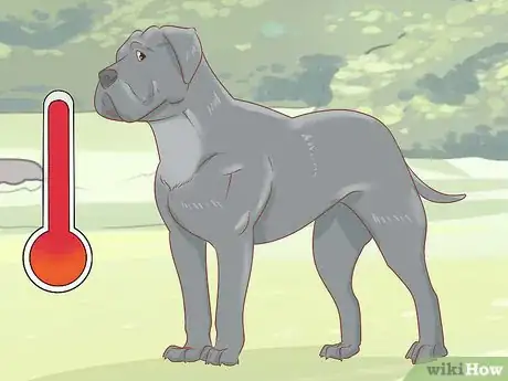 Imagen titulada Breed Cane Corso Step 6