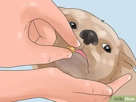 Imagen titulada Nurse a Dog Through Parvo Step 10